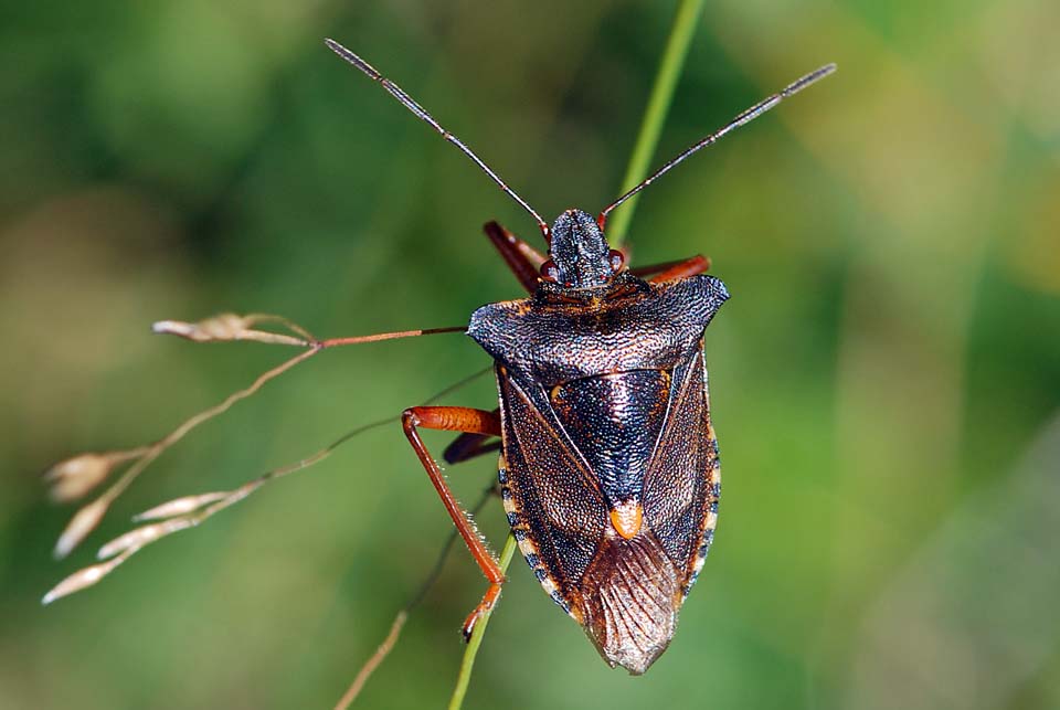 Pentatomidae: Pentatoma rufipes del Trentino